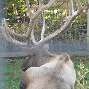 Elk