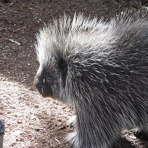 North American porcupine