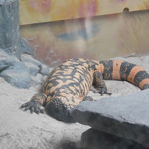Gila monster