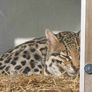 Ocelot
