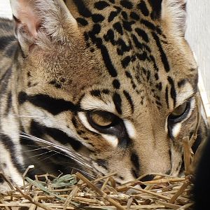 Ocelot