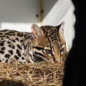 Ocelot