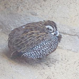 Montezuma quail