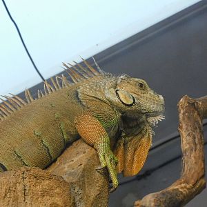 Green iguana