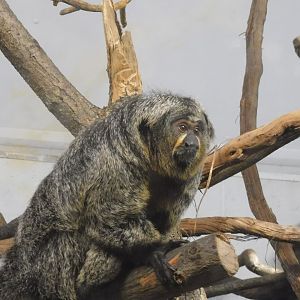White faced saki monkey