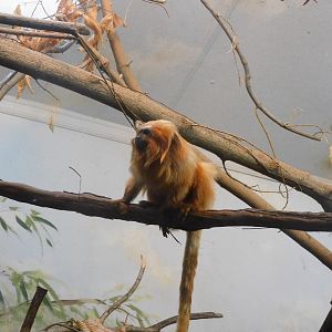 Golden lion tamarin