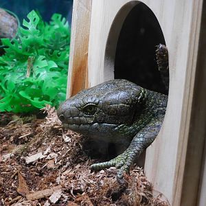 Prehensile tailed skink