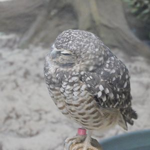 Burrowing owl
