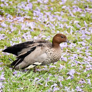 Australian Wood Duck (Chenonetta jubata)