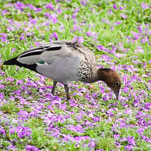 Australian Wood Duck (Chenonetta jubata)
