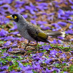 Noisy Miner (Manorina melanocephala)