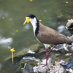 Masked Lapwing (Vanellus miles/novaehollandiae)