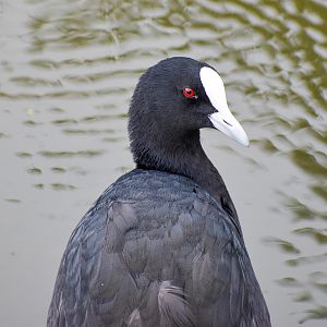 Eurasian Coot (Fulica atra)
