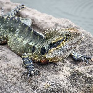 Eastern Water Dragon (Physignathus lesueurii)