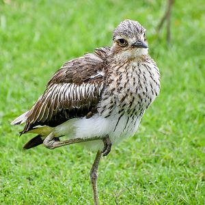 Bush Stone-curlew (Burhinus grallarius)