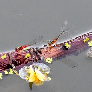 Red and Blue Damsels (Xanthagrion erythroneurum)