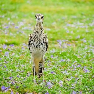 Bush Stone-curlew (Burhinus grallarius)