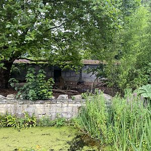 Life Among the Trees - Visayan Warty Pig exhibit 120821