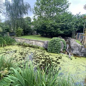 Life Among the Trees - Asian small-clawed otters exhibit 120821