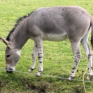 Somali wild ass 120821