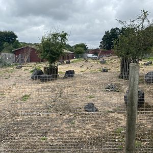 Dorcas gazelle exhibit 120821