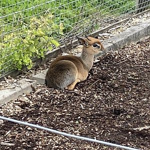 Kirk's Dik-dik 120821