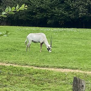 Arabian oryx 120821