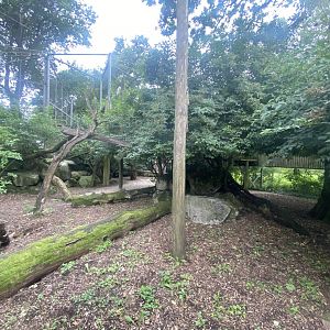Amur leopard enclosure 120821