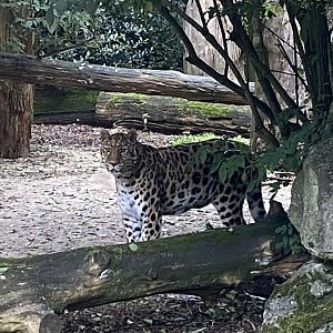 Amur leopard 120821