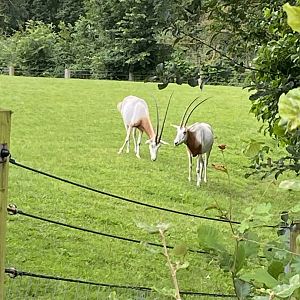 Scimitar-horned oryx 120821