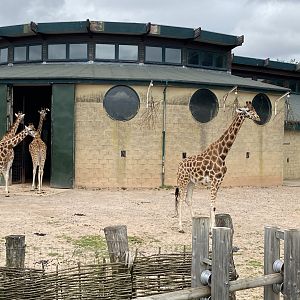 Giraffes 120821