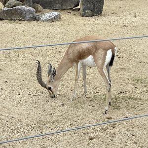 Saharan dorcas gazelle 120821