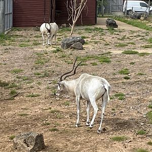Addax 120821