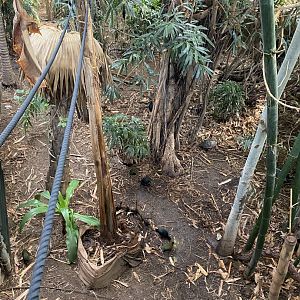 Tropical House 120821