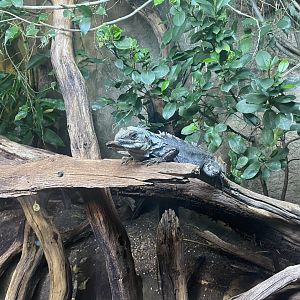 Tropical House - Utila spiny-tailed iguana 120821