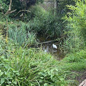 Walkthrough aviary 120821