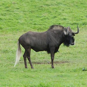 Black wildebeest 110921