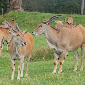 Common eland 110921