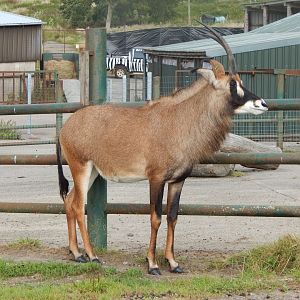 Roan antelope 110921