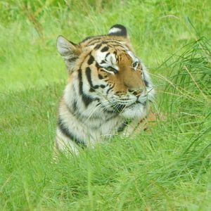 Siberian tiger 110921