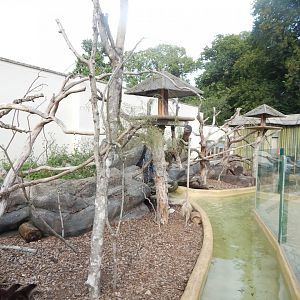 Binturong and Asian small-clawed otter exhibit 110921
