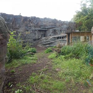 Giant otter exhibit 110921
