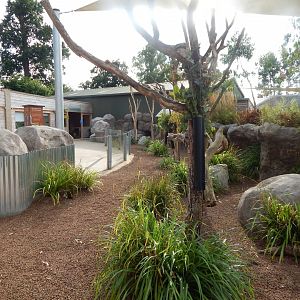 Koala Creek 110921