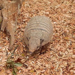 Six-banded armadillo 110921