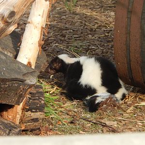 Striped skunk 110921