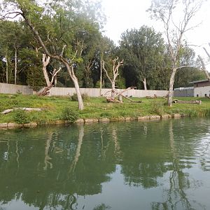Western lowland gorilla exhibit 110921