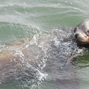 California sea-lion 110921