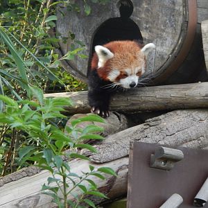 Nepalese red panda 110921