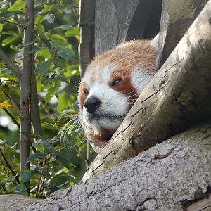 Nepalese red panda 110921