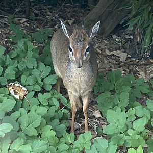 Kirk's dik-dik 110921